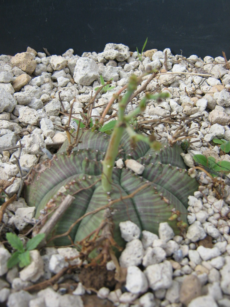 Euphorbia-obesa_5713284578_c9379a90a1_b.jpg