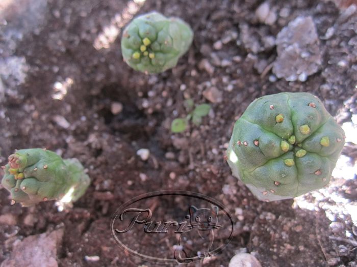 euphorbia+pseudoglobosa.jpg