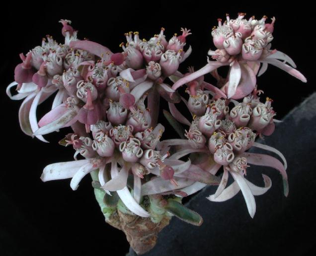 euphorbia-radians-inflorescencia-rec.jpg