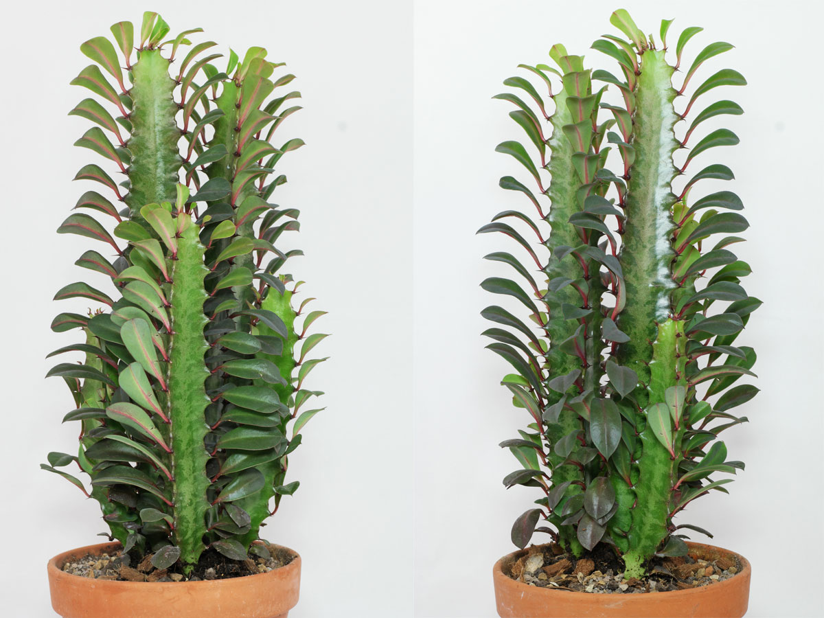 Euphorbia-trigona.jpg