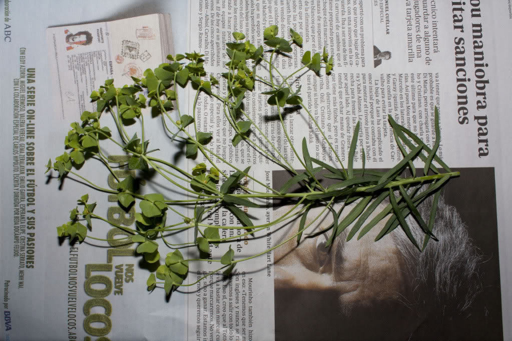 Euphorbia1.jpg