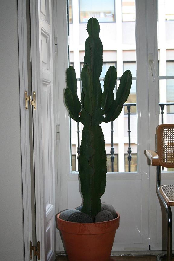 euphorbia1.JPG