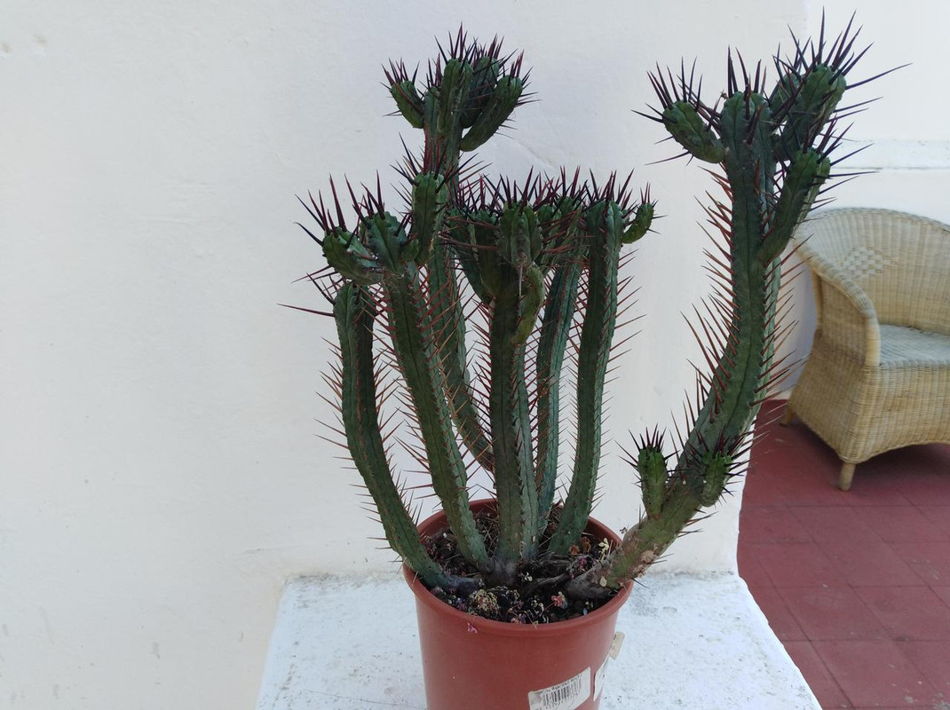 Euphorbia1.jpg