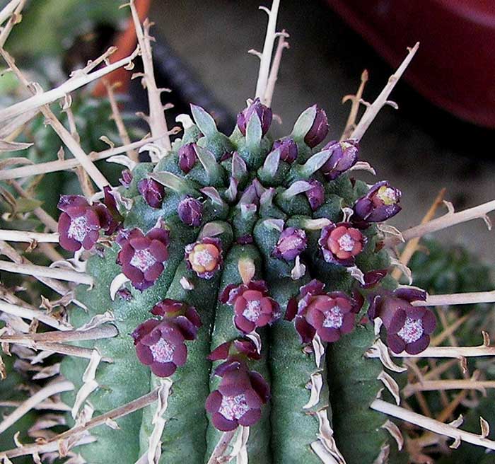 euphorbia11.jpg