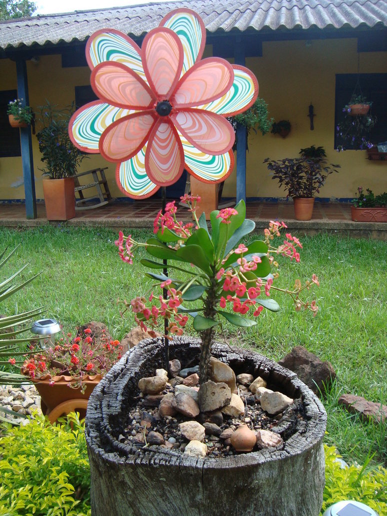 euphorbia1_by_cerezoinwonderland-d47htka.jpg