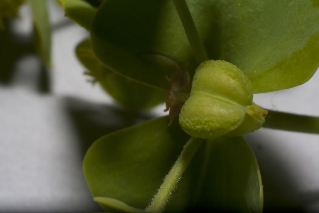 Euphorbia2.jpg