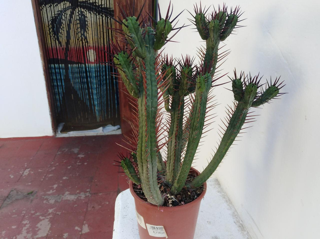 Euphorbia2.jpg