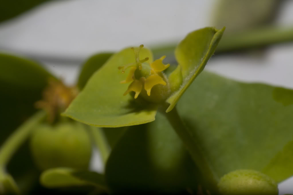 Euphorbia3.jpg