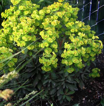 euphorbia_amygdaloides.jpg