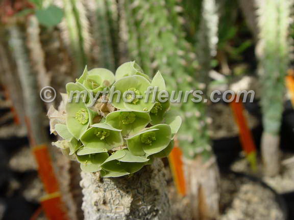 euphorbia_ankarensis_3_kerkrade.jpg