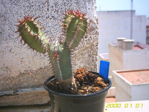 Euphorbia_avasmontana.JPG