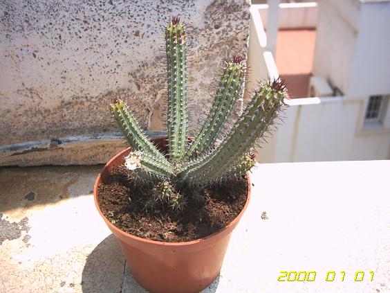 Euphorbia_baioensis.JPG