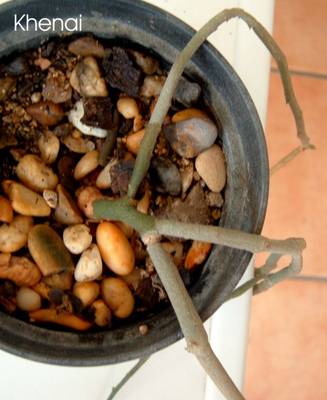 euphorbia_bosseri_khenai1.jpg