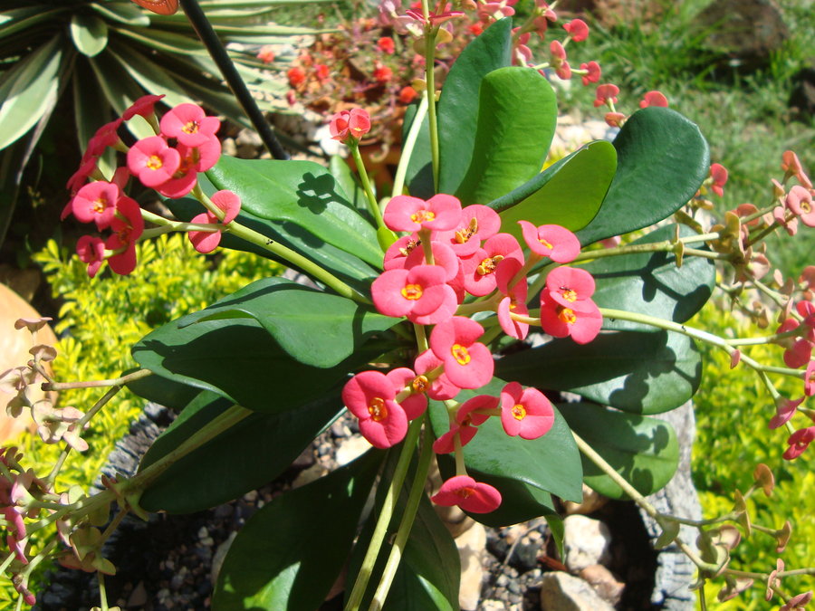 euphorbia_by_cerezoinwonderland-d47hkk7.jpg