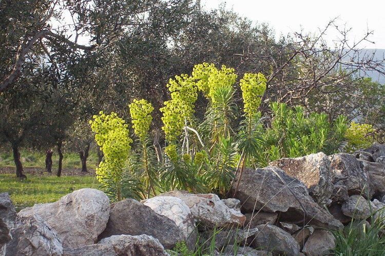euphorbia_characias_15.jpg