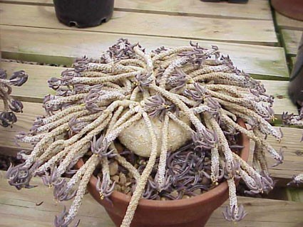 Euphorbia_cylindrifolia_tuberifera-max-500.jpg