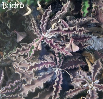 euphorbia_decaryikew_isidro.jpg