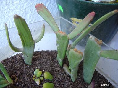 Euphorbia_enterophora.jpg