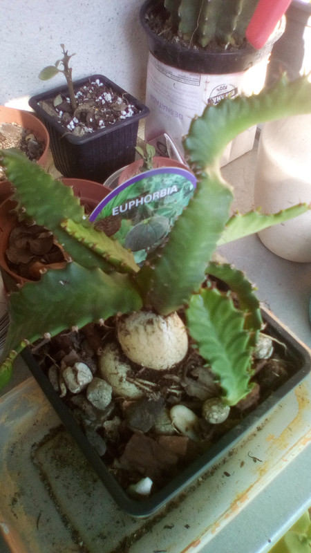 Euphorbia_estrella.jpg
