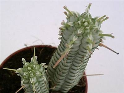 Euphorbia_fimbriata_variegata_4.jpg