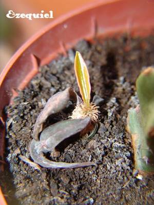 euphorbia_francoisii-ezequiel_Vista_Web_grande.jpg