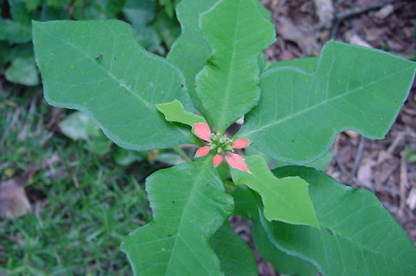 euphorbia_heterophylla02.jpg