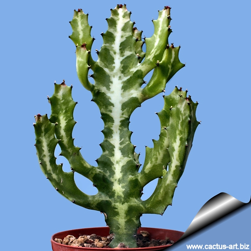 Euphorbia_lactea_03_810.jpg