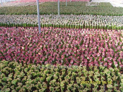 Euphorbia_lactea_f_cristata_variegata_.jpg