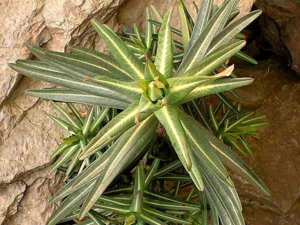 Euphorbia_lathyris_ies_600.jpg