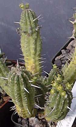 Euphorbia_mammillaris.jpg