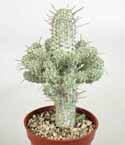 Euphorbia_mammillaris_variegata2.jpg