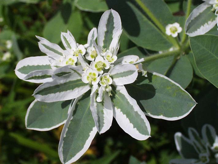 Euphorbia_marginata.jpg