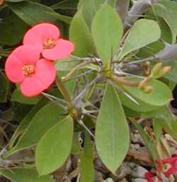 Euphorbia_milii2.jpg