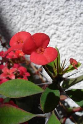 Euphorbia_milii_2006-10-06.JPG
