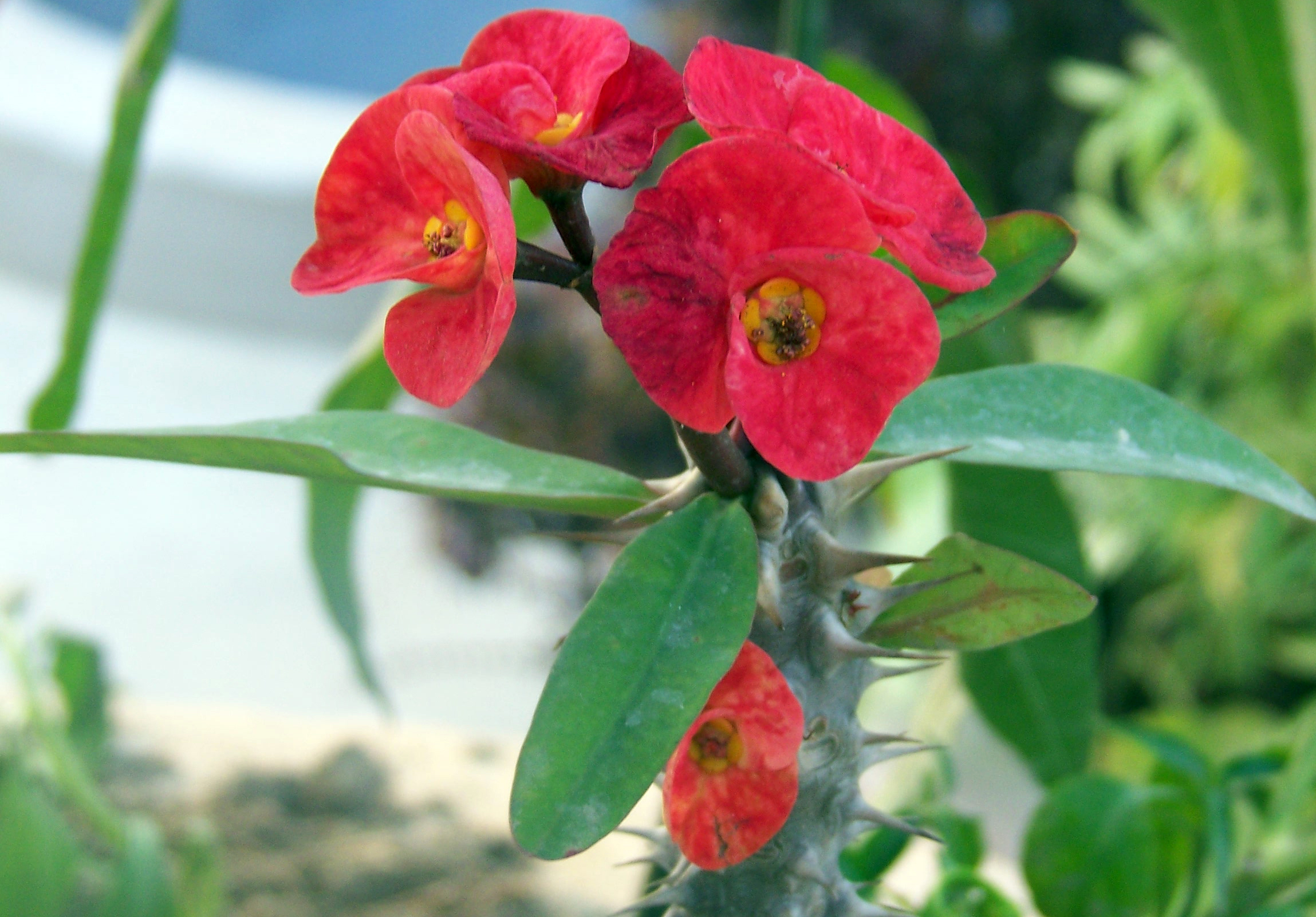 Euphorbia_milii_var.milii.JPG