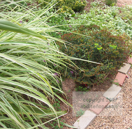 euphorbia_miscanthusIMG_0267.jpg