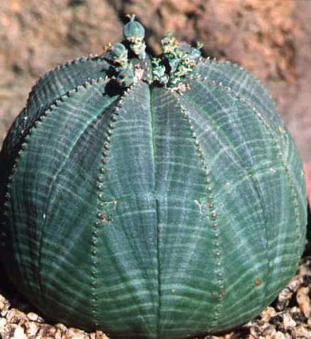 Euphorbia_obesa.jpg