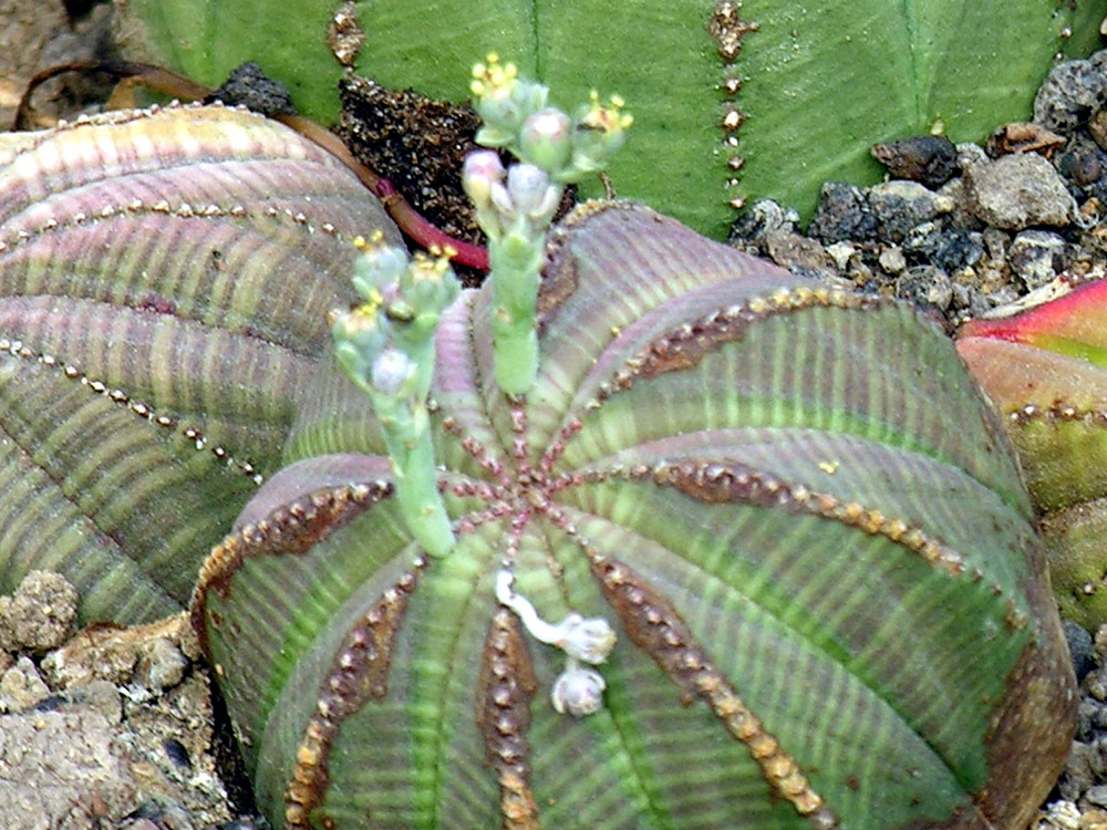 Euphorbia_obesa_02.jpg