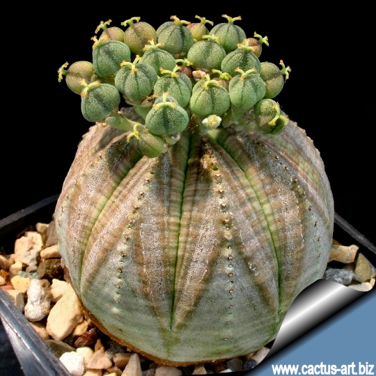 Euphorbia_obesa_female_540.jpg