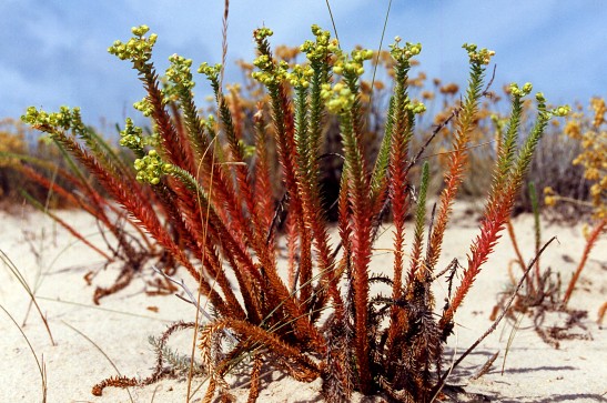 euphorbia_paralias.jpg