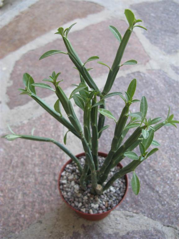 euphorbia_pteroneura_large_893.jpg