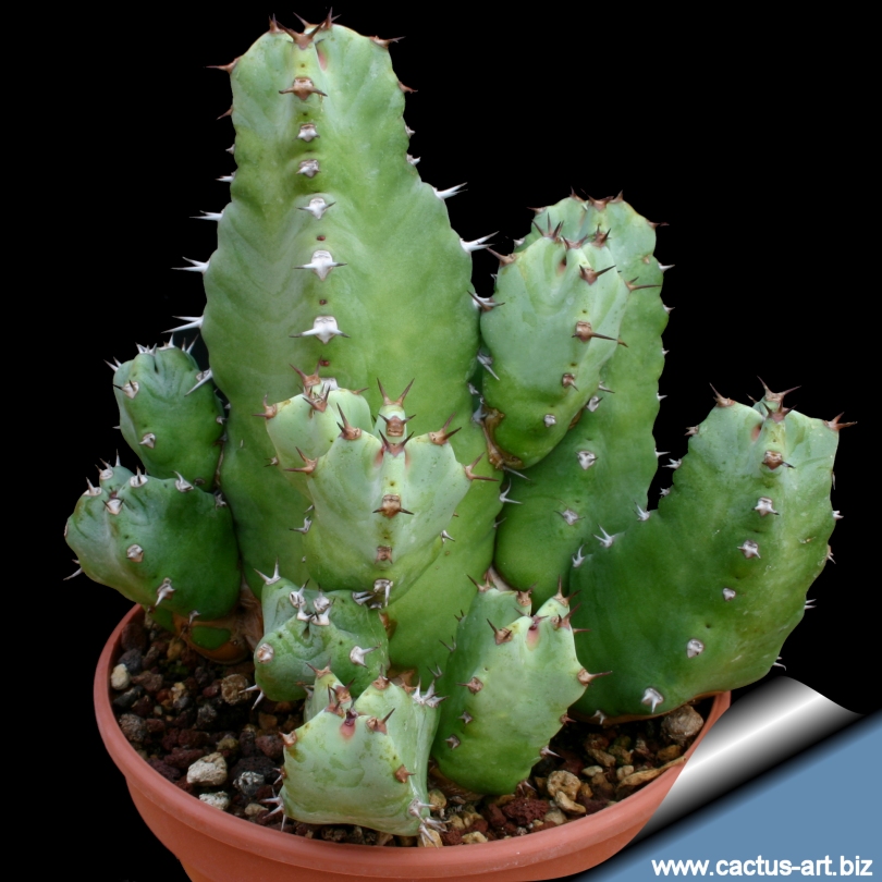 Euphorbia_resinifera_810.jpg