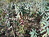 Euphorbia_sp_02.JPG