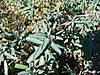 Euphorbia_sp_03.JPG