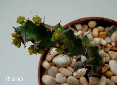 euphorbia_squarrosa.jpg