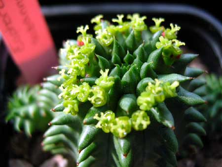 Euphorbia_suzannae1.jpg