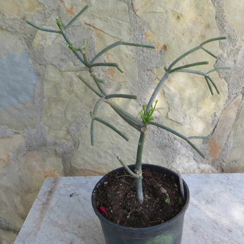 euphorbia_tirucalli.jpg