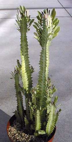 Euphorbia_trigona.jpg