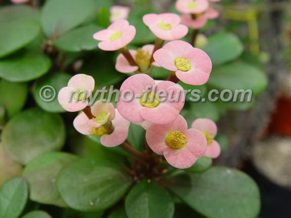 euphorbia_x_lomii_rose_kerkrade.jpg