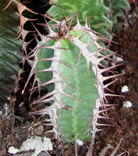 euphorbiaavasmontana11_2008.jpg